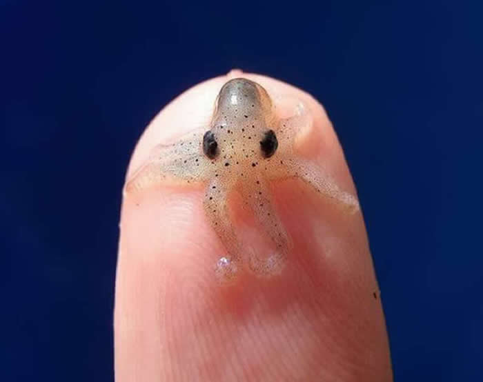 Adorable Baby Animals That Will Melt Your Heart