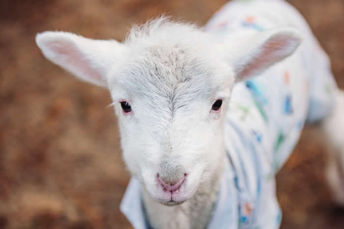 Adorable Baby Animals That Will Melt Your Heart