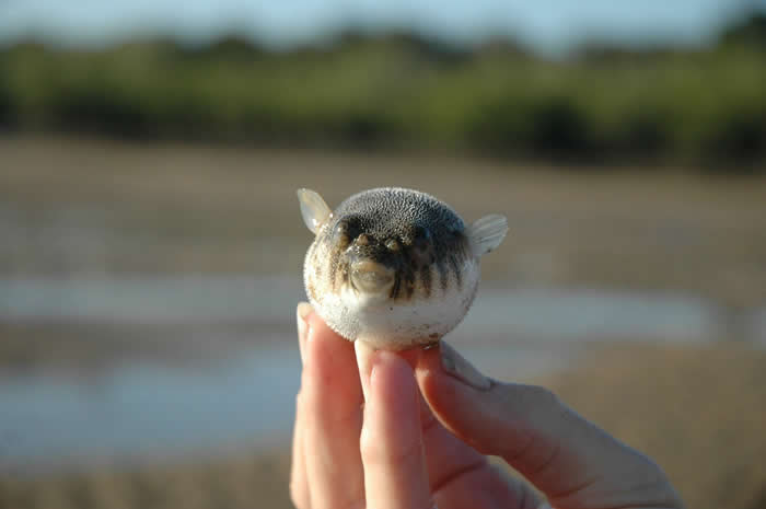 Adorable Baby Animals That Will Melt Your Heart