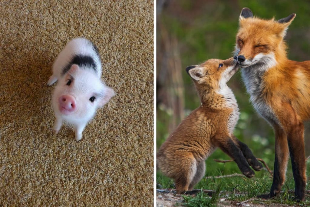Adorable Baby Animals That Will Melt Your Heart