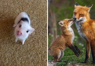 Adorable Baby Animals That Will Melt Your Heart