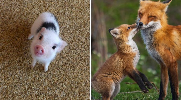 Adorable Baby Animals That Will Melt Your Heart