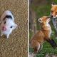 Adorable Baby Animals That Will Melt Your Heart