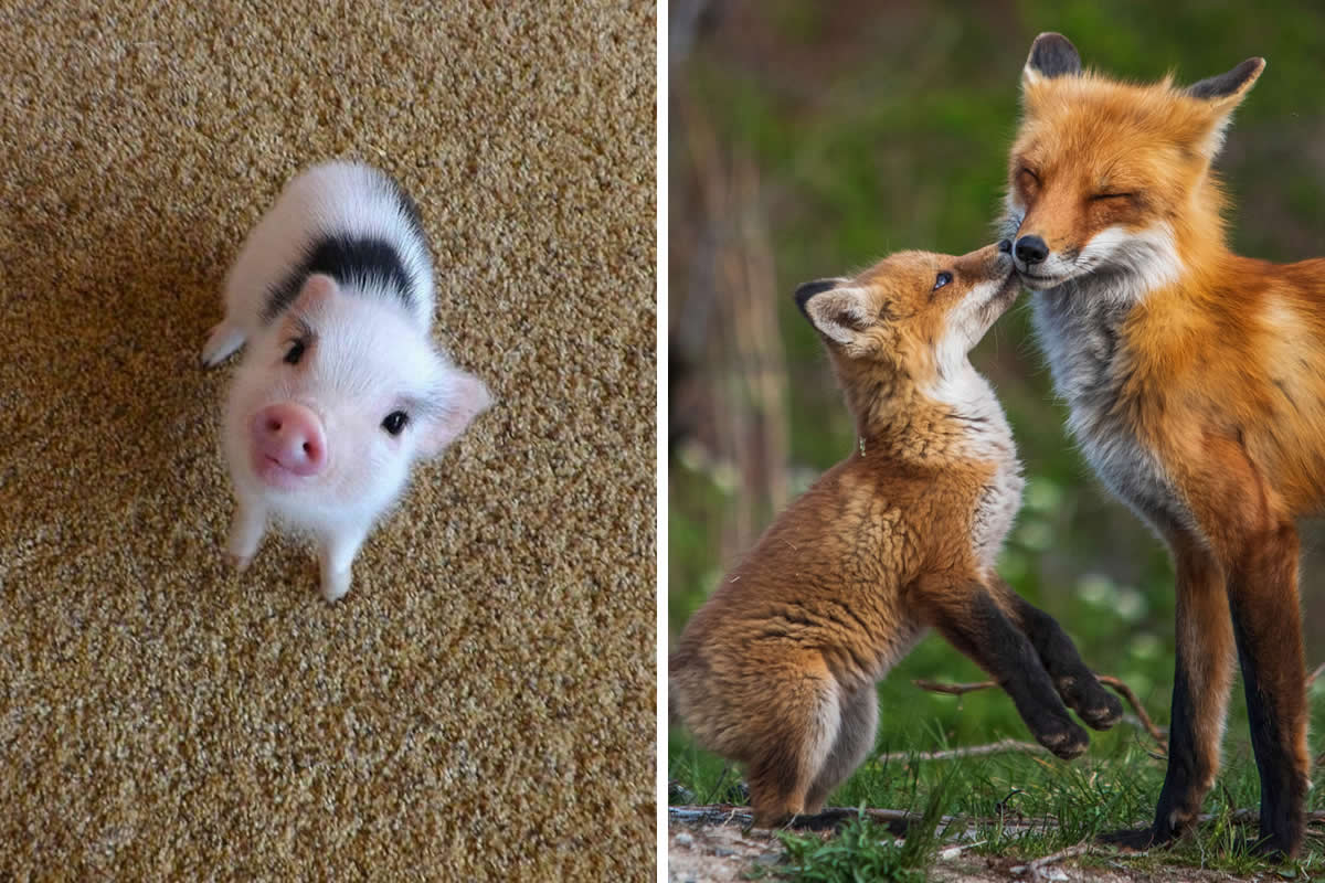 Adorable Baby Animals That Will Melt Your Heart