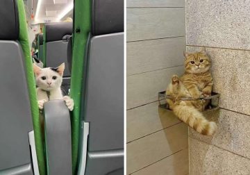 Hilarious Moments Animals Were Spotted in Unusual Locations
