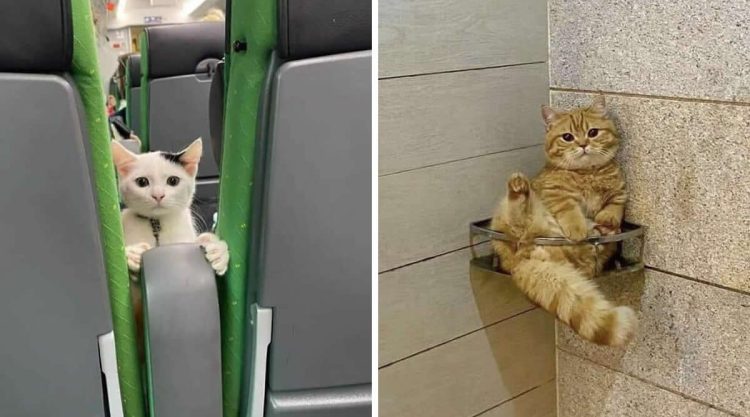 Hilarious Moments Animals Were Spotted in Unusual Locations