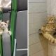 Hilarious Moments Animals Were Spotted in Unusual Locations