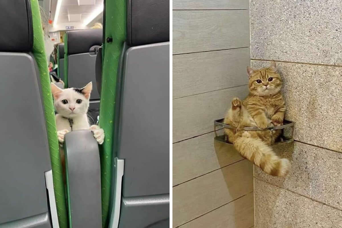 Hilarious Moments Animals Were Spotted in Unusual Locations