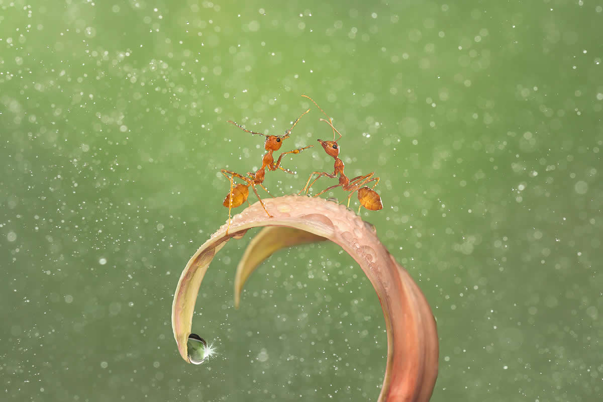 30 Award-Winning Macro Photos That Capture Nature’s Most Intricate Details