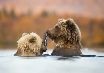 Nature Best Photography Awards Winners