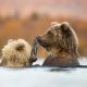 Nature Best Photography Awards Winners