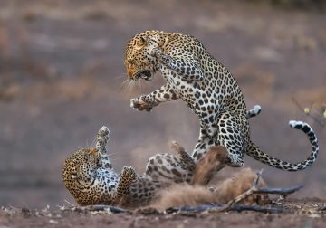 Captivating Award-Winning Wildlife Photos
