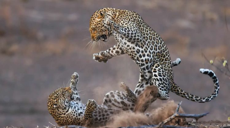 Captivating Award-Winning Wildlife Photos