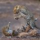 Captivating Award-Winning Wildlife Photos