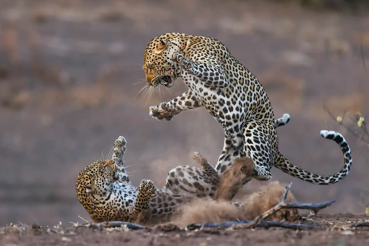 Captivating Award-Winning Wildlife Photos