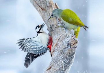 Stunning Bird Photos From Finland