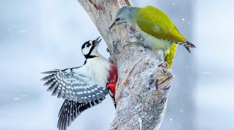 Stunning Bird Photos From Finland