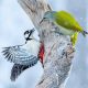 Stunning Bird Photos From Finland