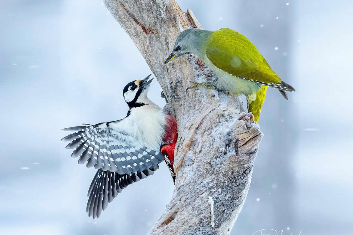Stunning Bird Photos From Finland