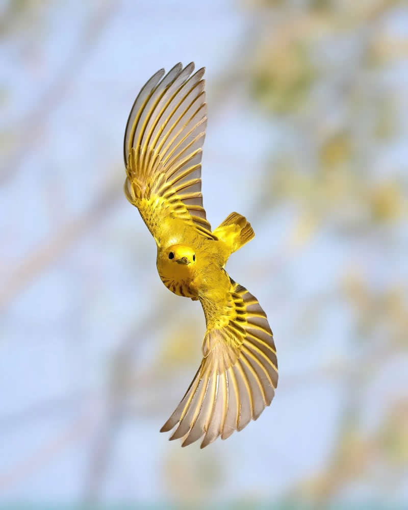 Bird Photography by Glen Noyer 
