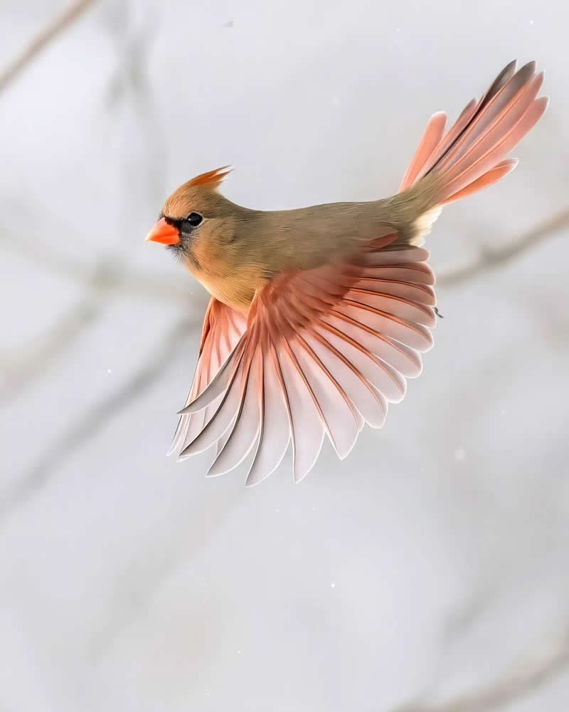 Bird Photography by Glen Noyer 