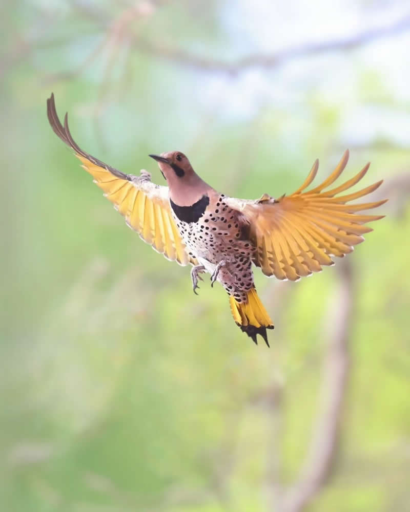 Bird Photography by Glen Noyer 