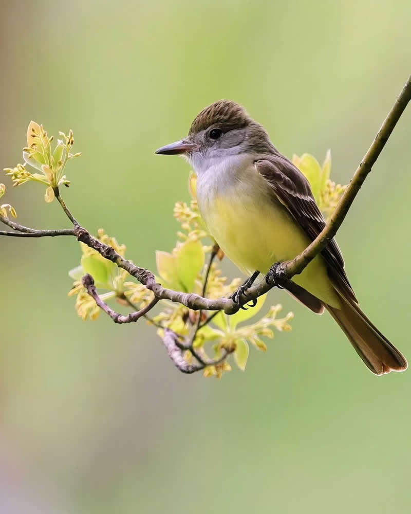 Bird Photography by Glen Noyer 