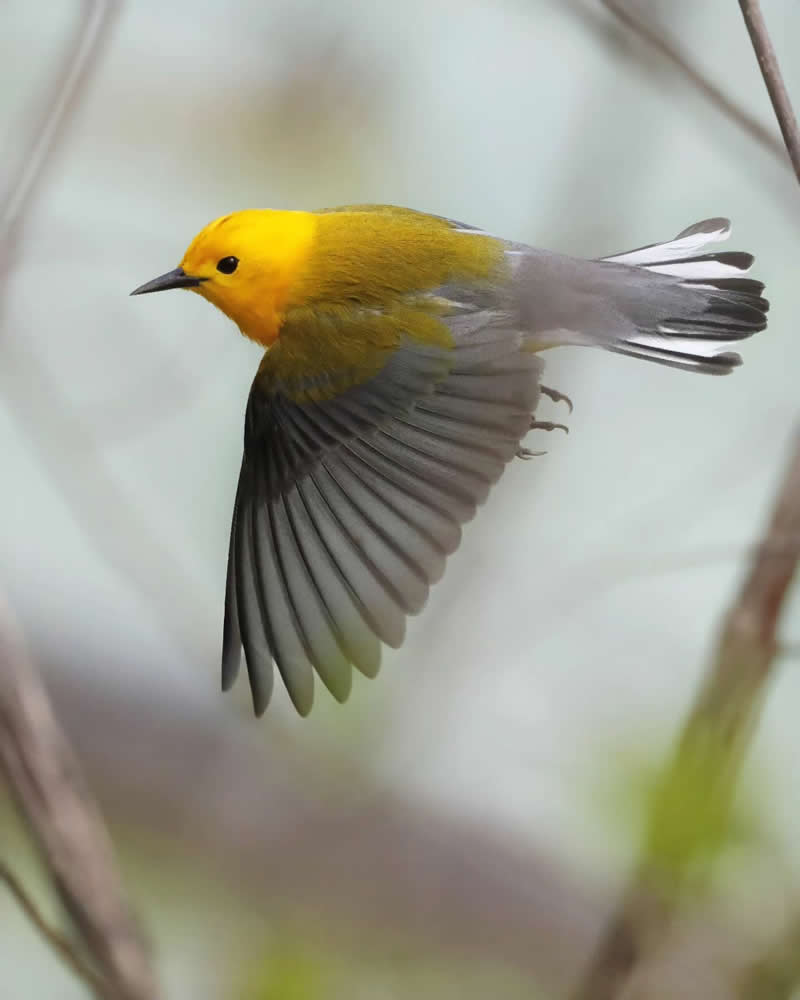 Bird Photography by Glen Noyer 