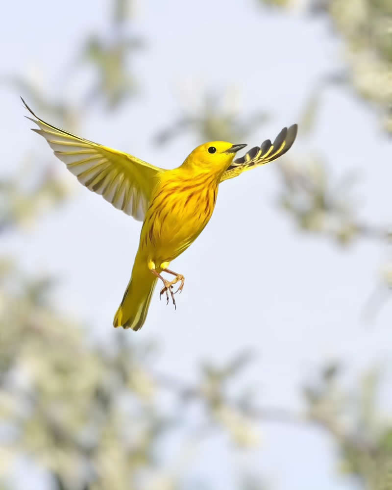 Bird Photography by Glen Noyer 