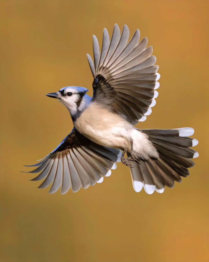 Bird Photography by Glen Noyer 