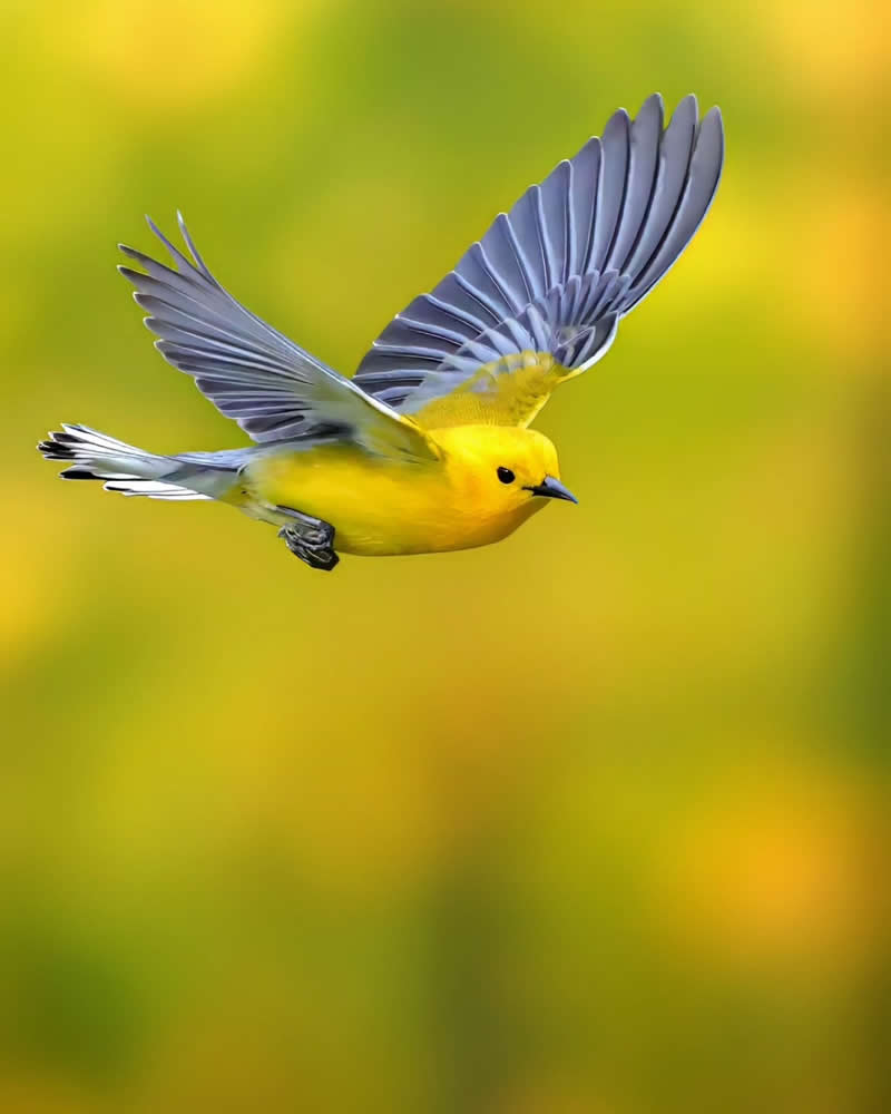 Bird Photography by Glen Noyer 