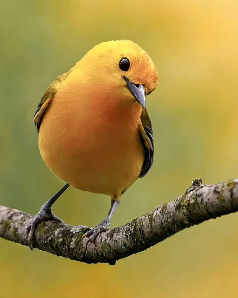Bird Photography by Glen Noyer 