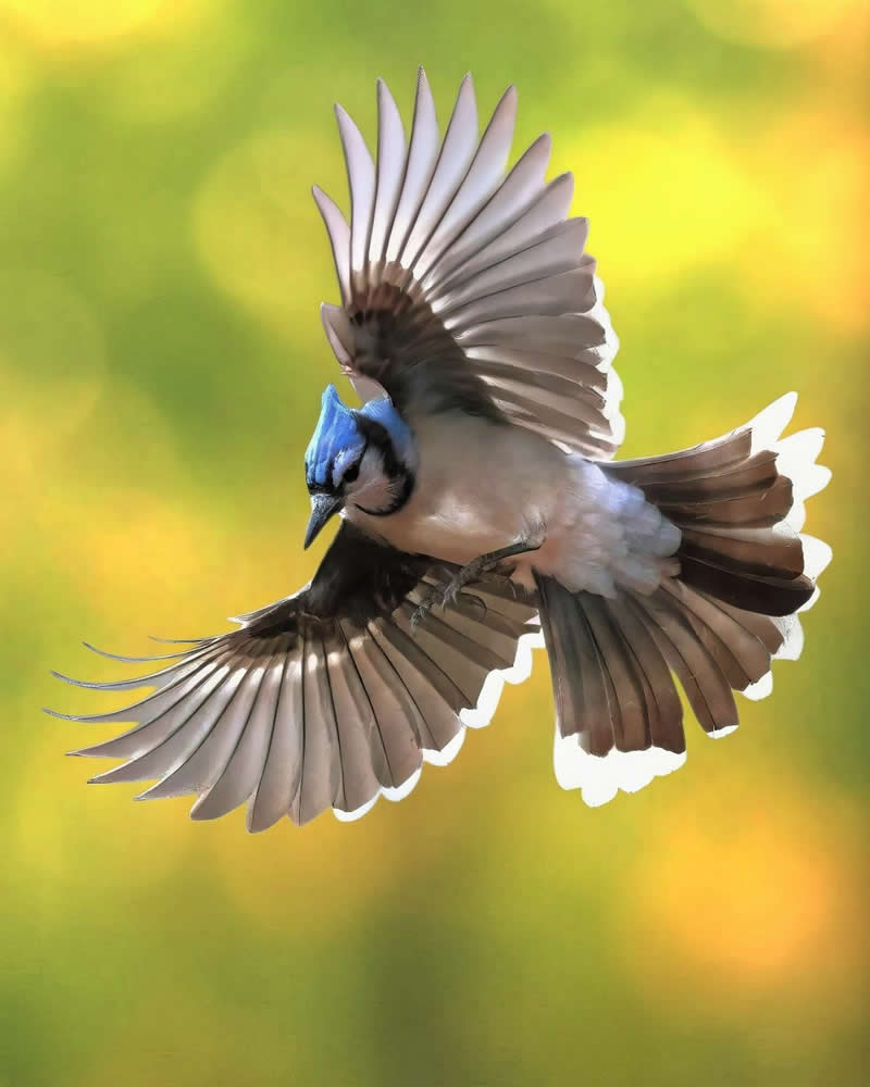 Bird Photography by Glen Noyer 