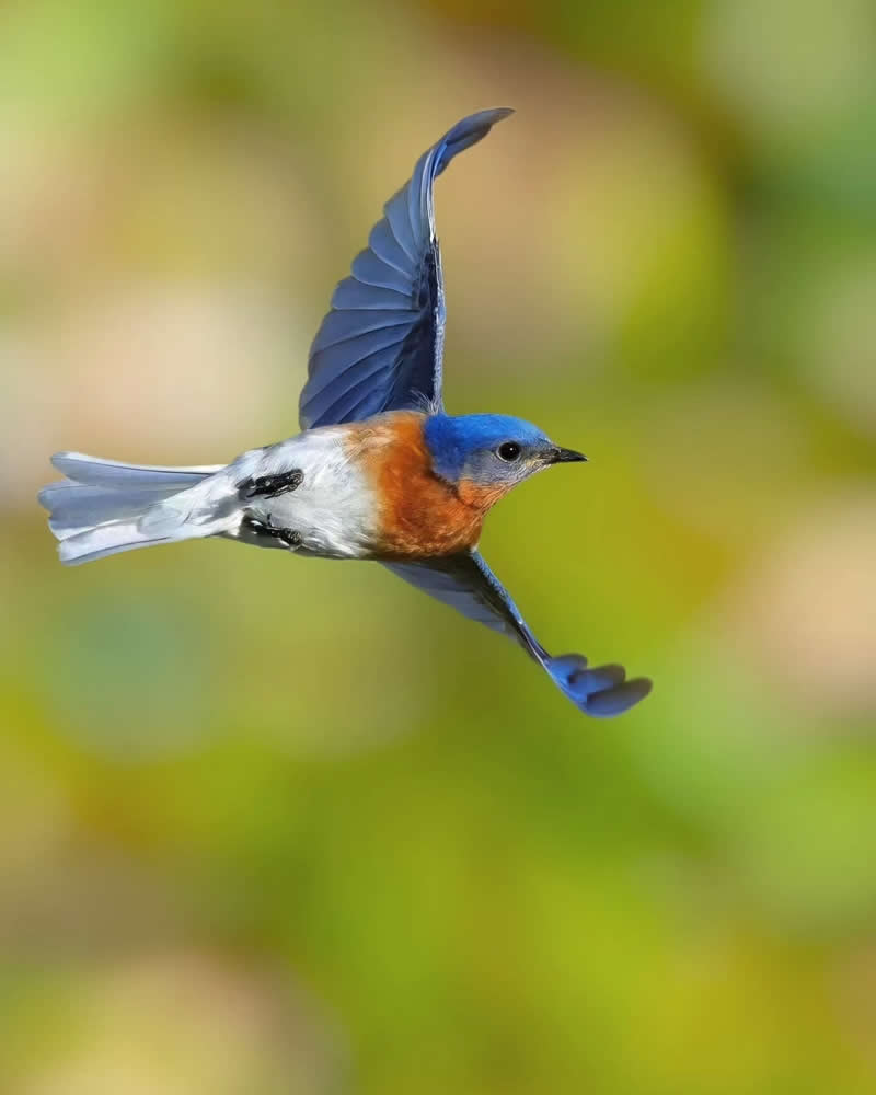 Bird Photography by Glen Noyer 