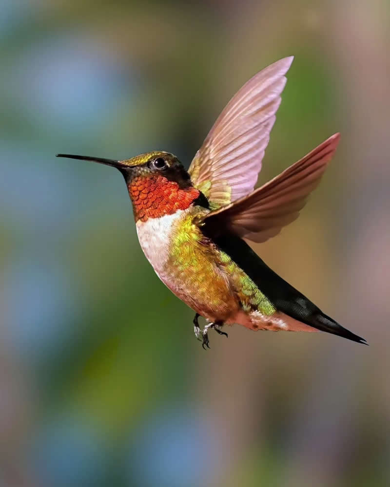 Bird Photography by Glen Noyer 