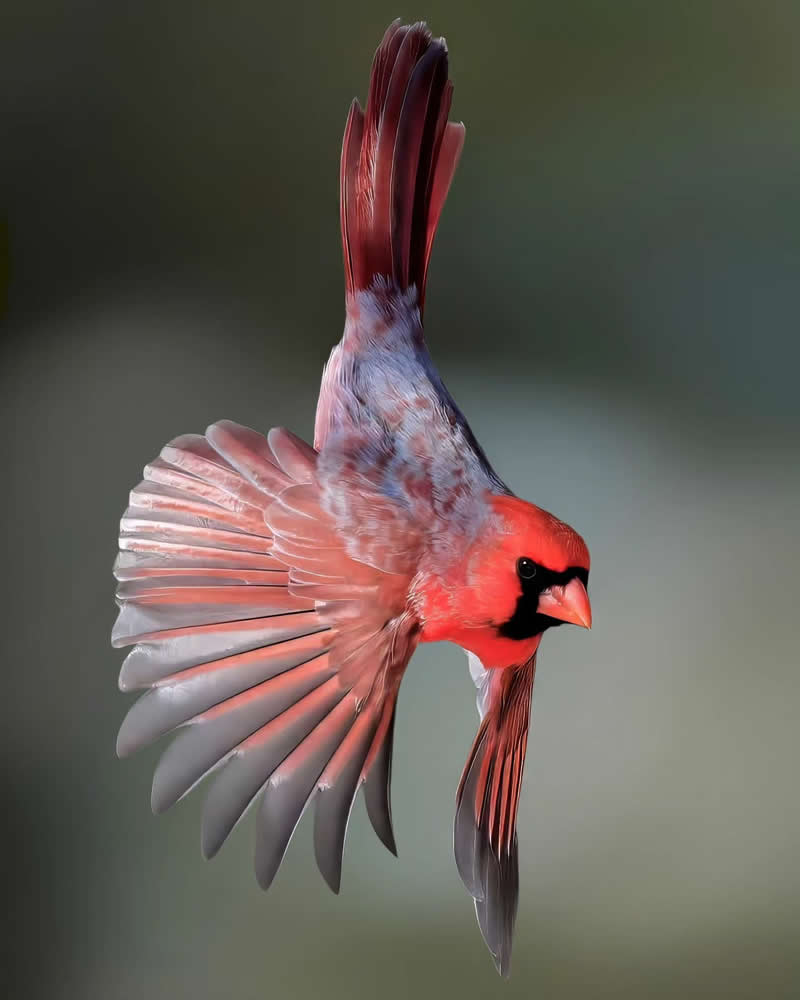 Bird Photography by Glen Noyer 