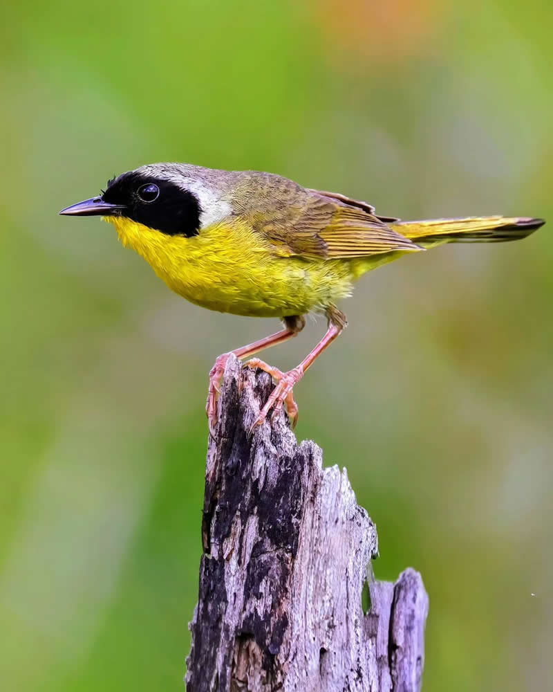 Bird Photography by Glen Noyer 