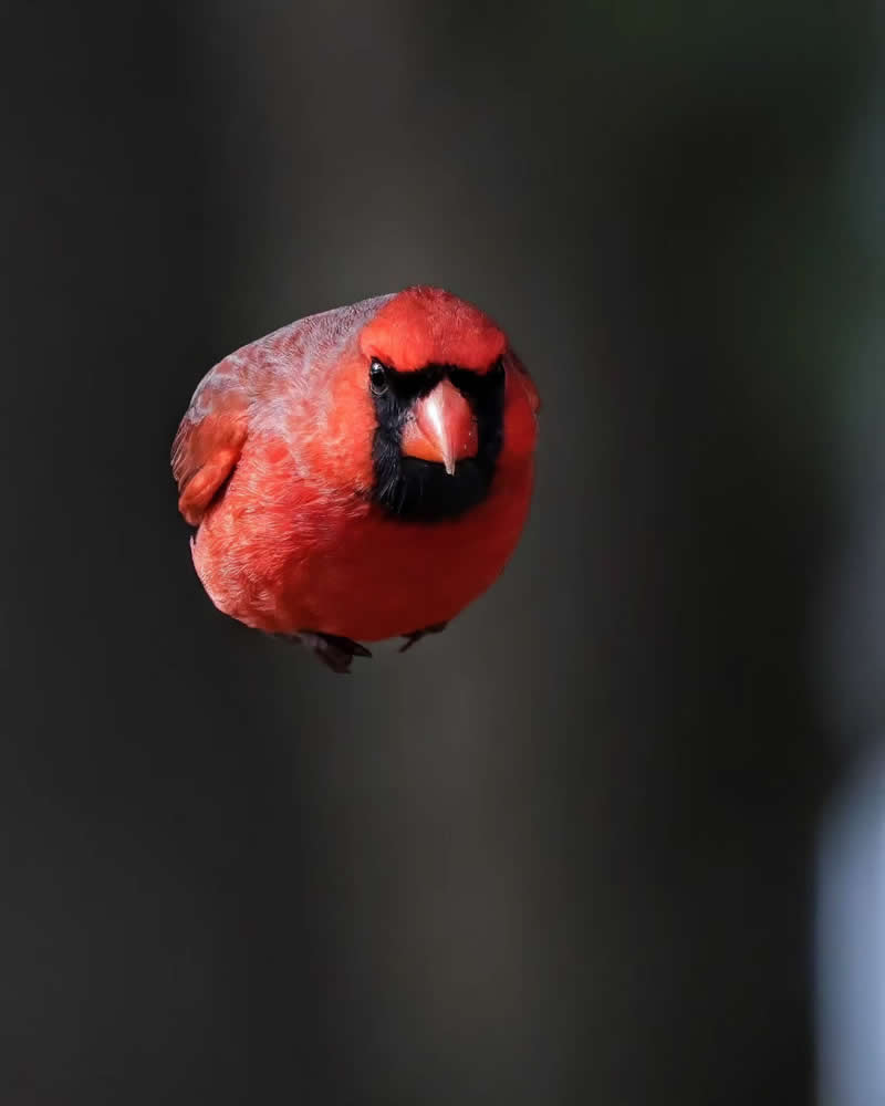 Bird Photography by Glen Noyer 