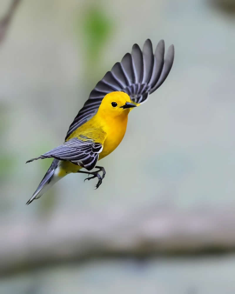 Bird Photography by Glen Noyer 
