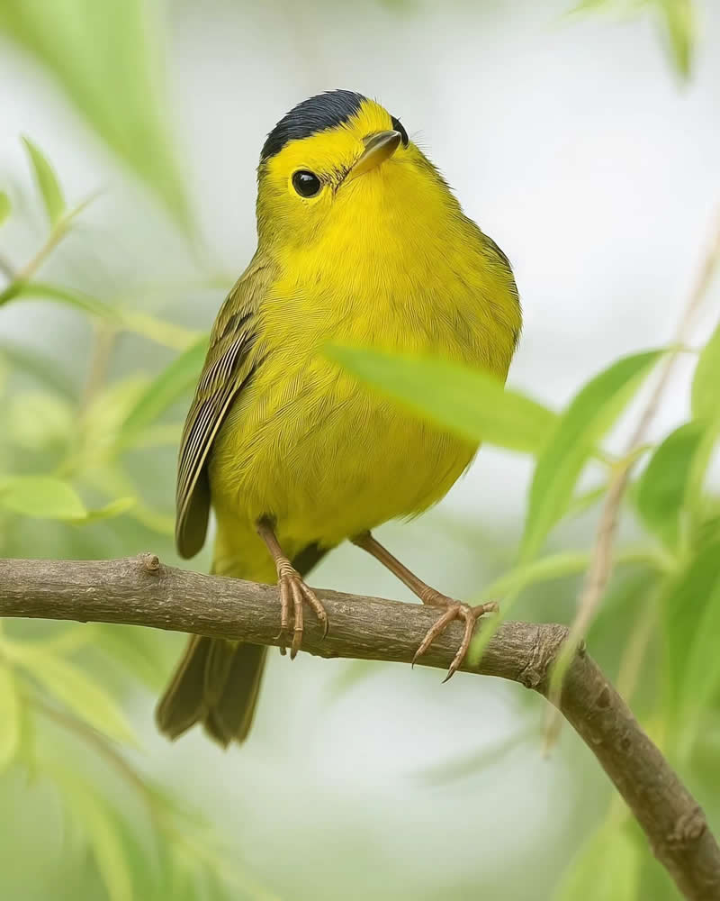 Bird Photography by Glen Noyer 