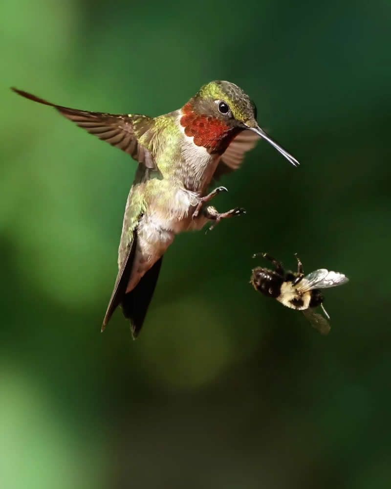 Bird Photography by Glen Noyer 