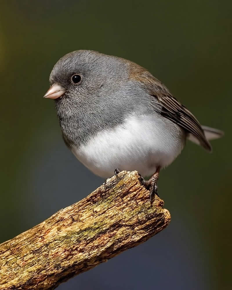 Bird Photography by Glen Noyer 