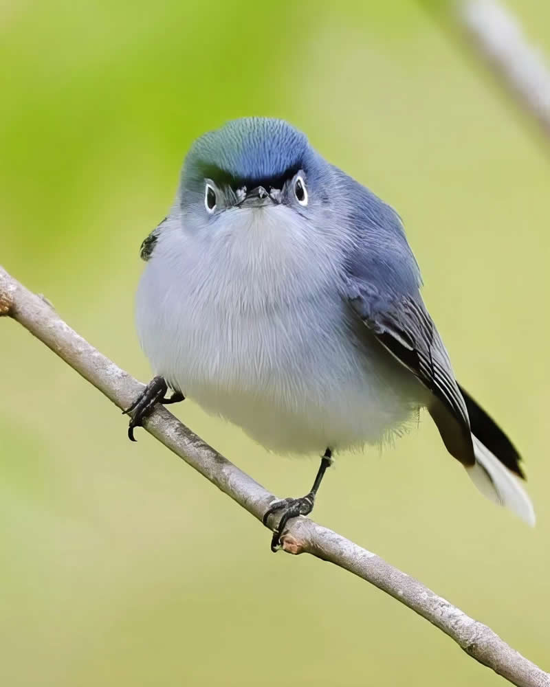 Bird Photography by Glen Noyer 