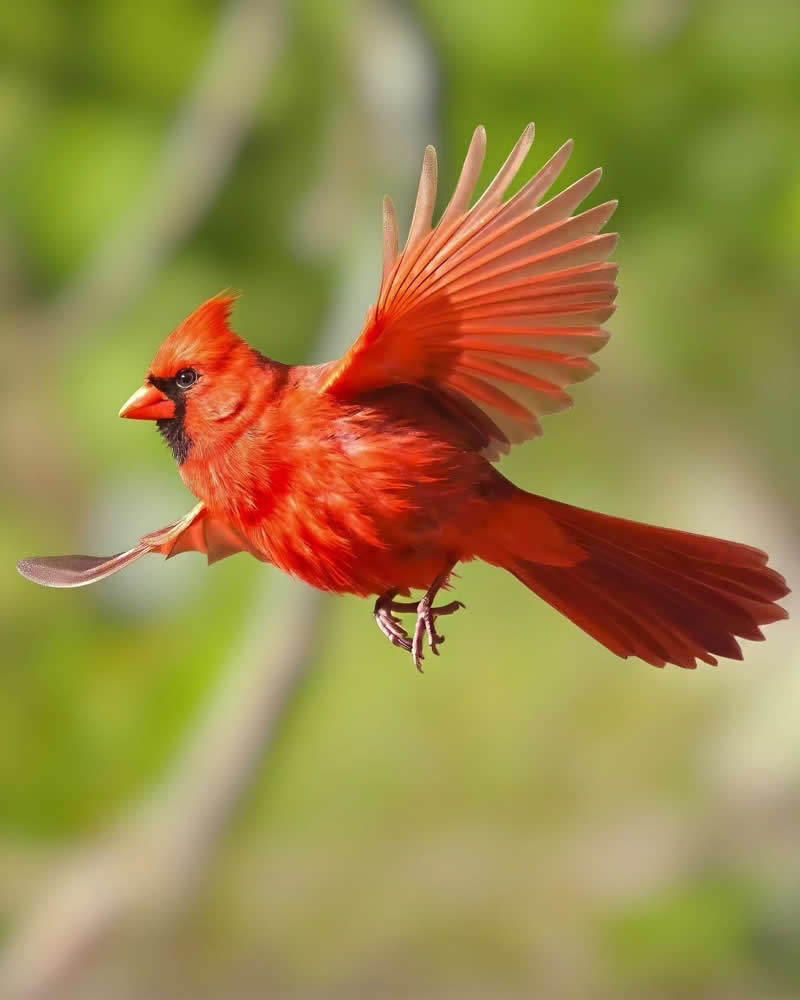 Bird Photography by Glen Noyer 