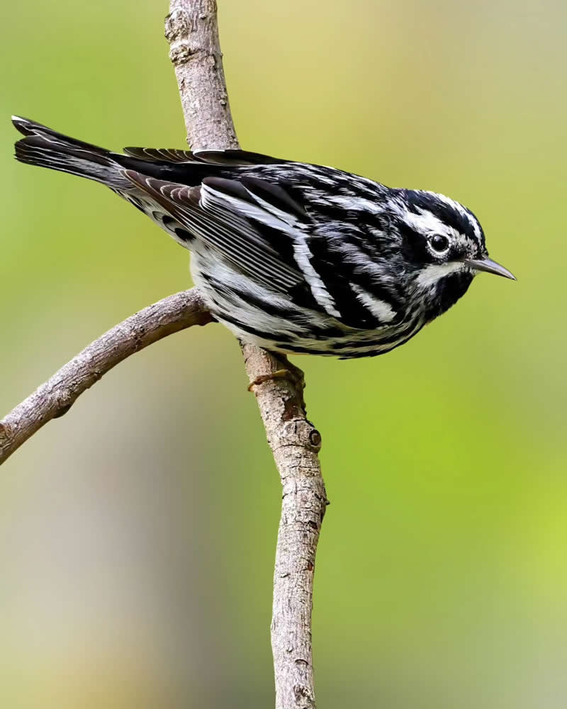 Bird Photography by Glen Noyer 