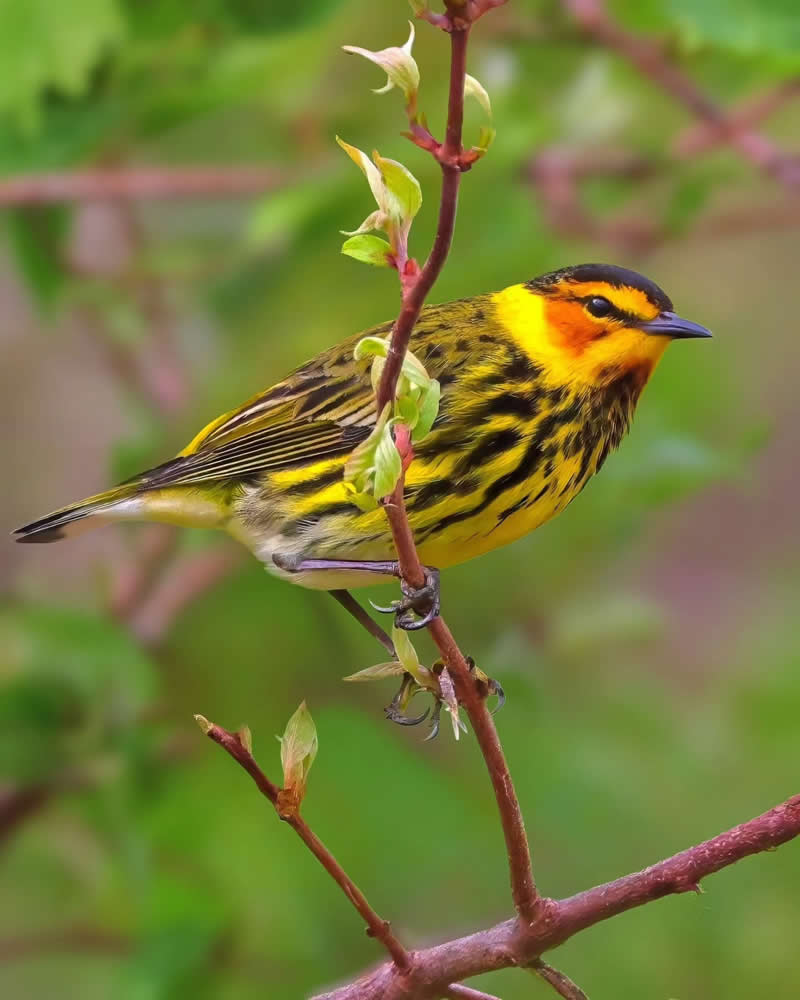 Bird Photography by Glen Noyer 