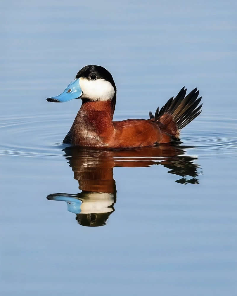 Bird Photography by Glen Noyer 
