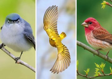 Bird Photography by Glen Noyer