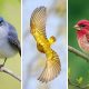 Bird Photography by Glen Noyer