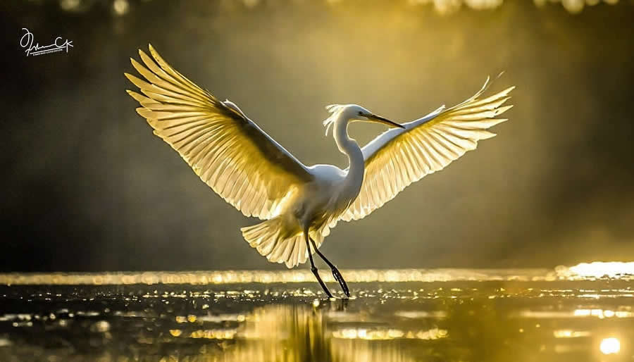 Spellbinding Bird Photos by Irshan CK